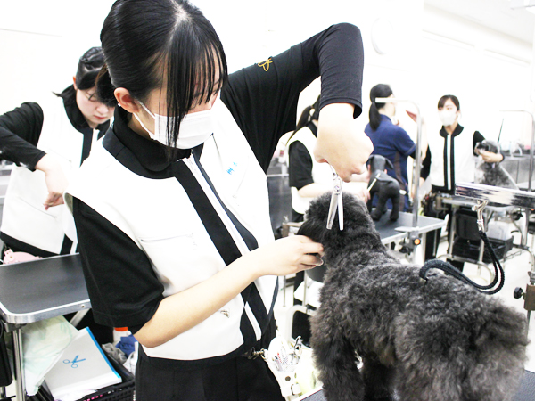 モデル犬とトリミング実習！